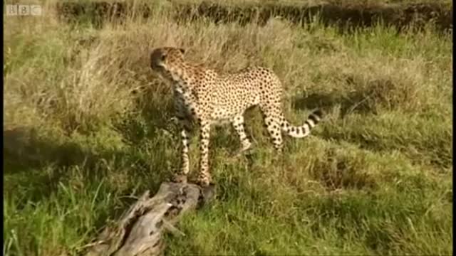 Adorable Cheetah Brothers Learn To Cross Water | Fast Track to Freedom | BBC Earth