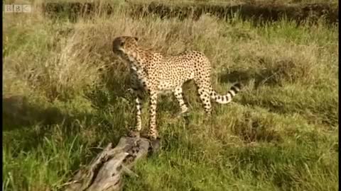 Adorable Cheetah Brothers Learn To Cross Water | Fast Track to Freedom | BBC Earth