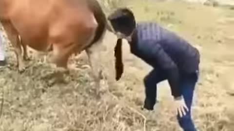 boy funny with cow new video 2019