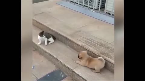 Dog vs cat funny video