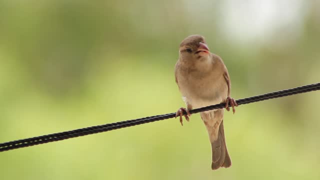 Brown Bird Perched On A Wire