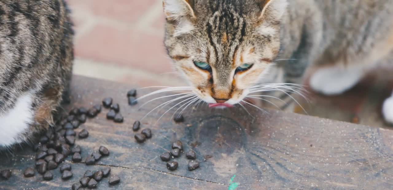 Best food for your lovely cat.