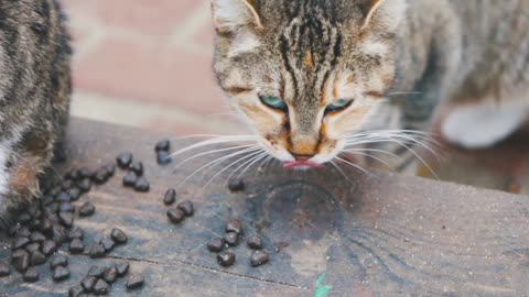 Best food for your lovely cat.