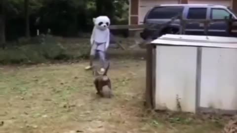 Funny animals video