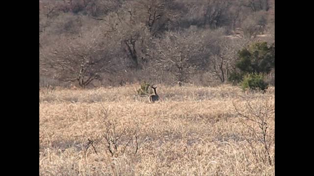 Deer Hunting; (Great Shot Footage!)