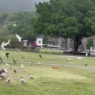 "Nature's Stealthy Predators: Unmasking the Skillful Hunting Instincts of Cats"