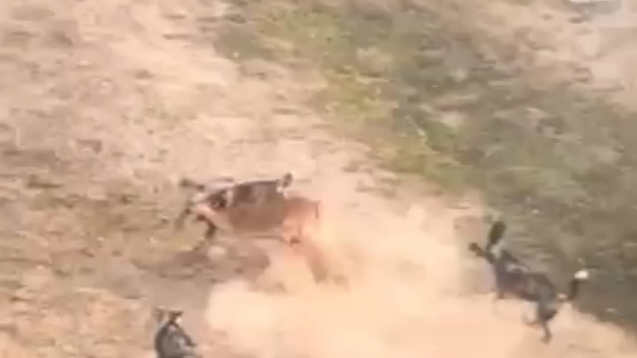 Wild Dogs Hunting Gazelles