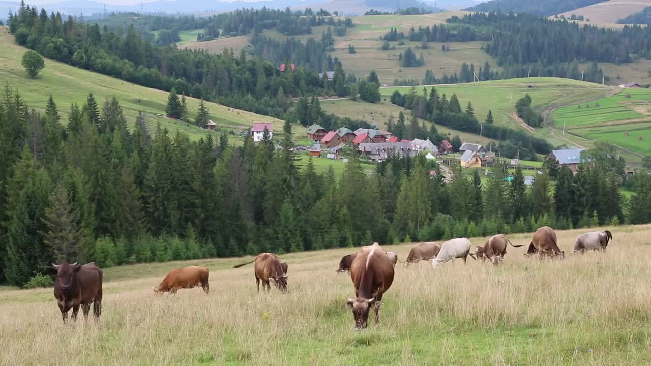 Cows on the grassland in Carpatians, Ukraine