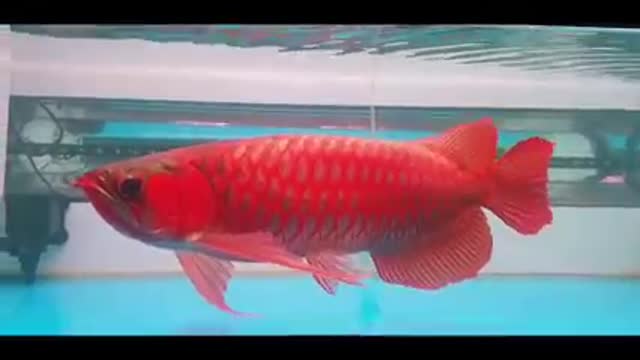 Arowana