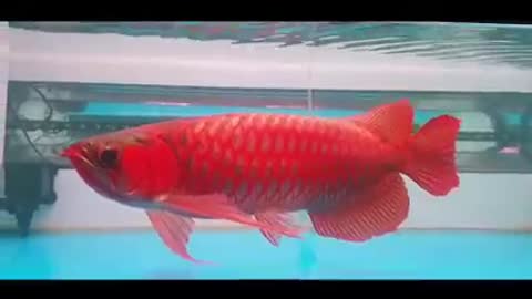 Arowana