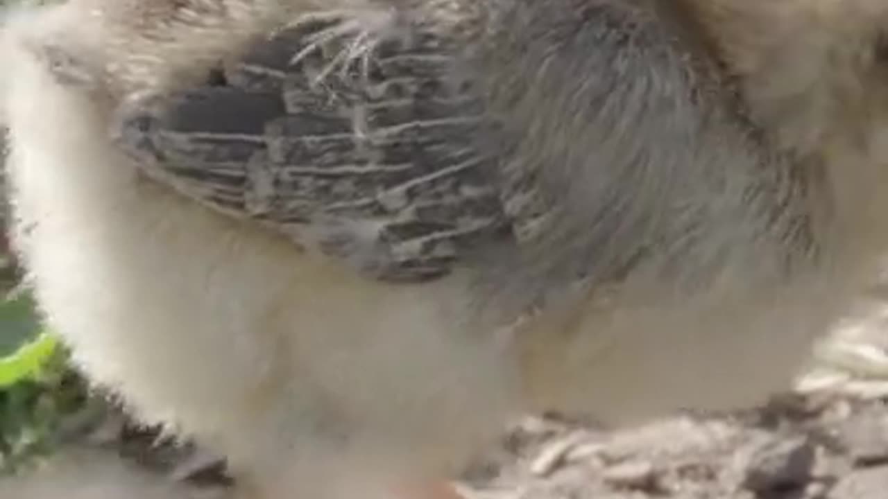 Very Cute Little Chick #shorts #viral #shortsvideo #video