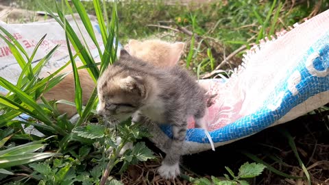 New born kitten looking so cute