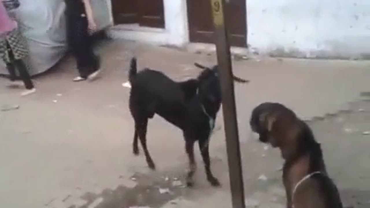 funny hit girl by goat