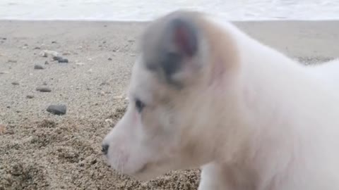 Adorable puppy teaching how to dig properly