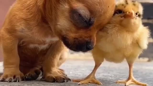 Cute puppy and Bird love