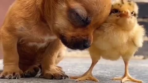 Cute puppy and Bird love