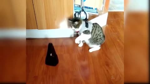 cute and funny cats video