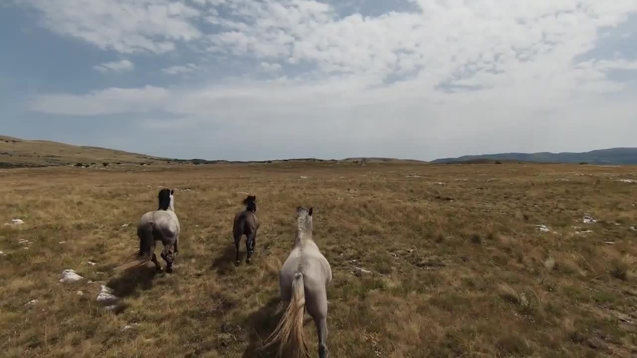 Aerial fpv drone shot of a herd of wild horses running on a green spring field at the sunset