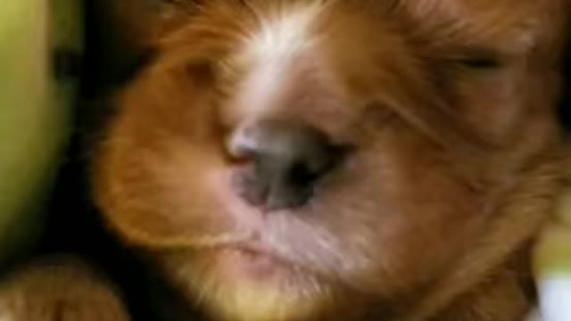 Cute little dog sleeping and dreaming