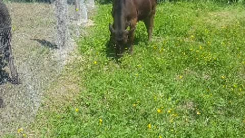 cow pulled a jail break