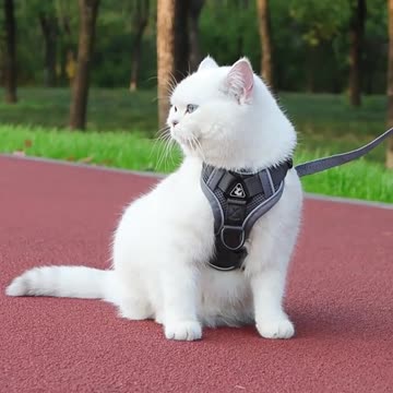 Anti-Escape Adjustable Reflective Cat Harness