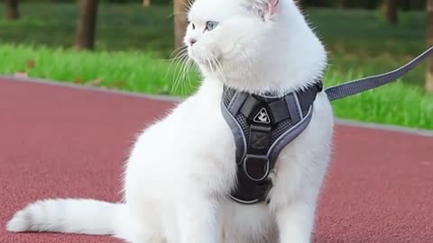 Anti-Escape Adjustable Reflective Cat Harness