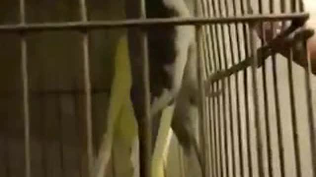 Trying to feed an agressive bird!
