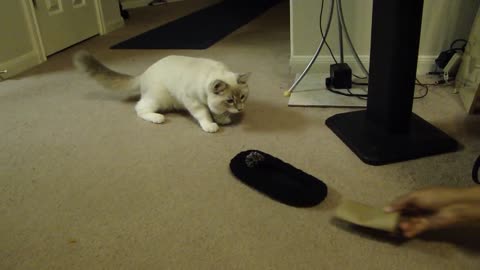 Prince princie-prince the ragdoll kitten scared of shoe