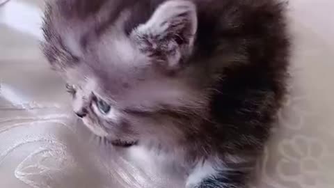 Baby Pets - Cute and Funny Pets Videos Compilation 💗