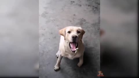 Funny video's of cute animals.