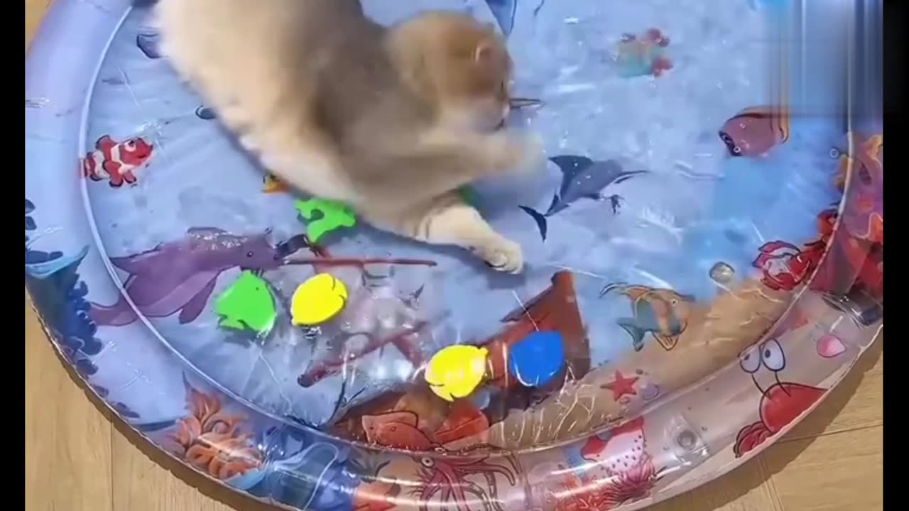 Cat playing with toys inside