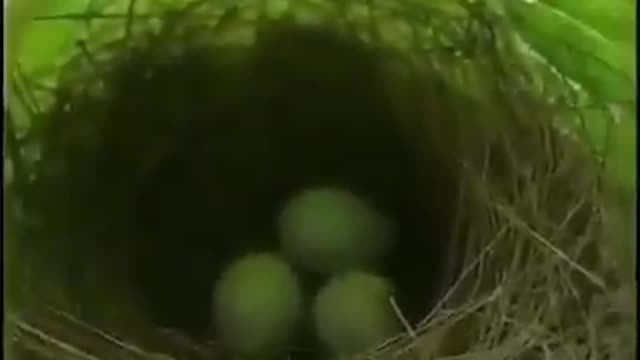 Bird make a nest in a single leaf