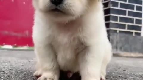 Cute Dogs Compilation - Funny Dog - Cute Puppy Episode