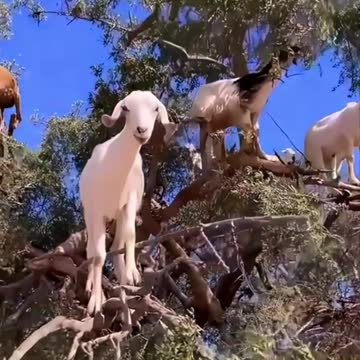 The goat is sitting on the tree