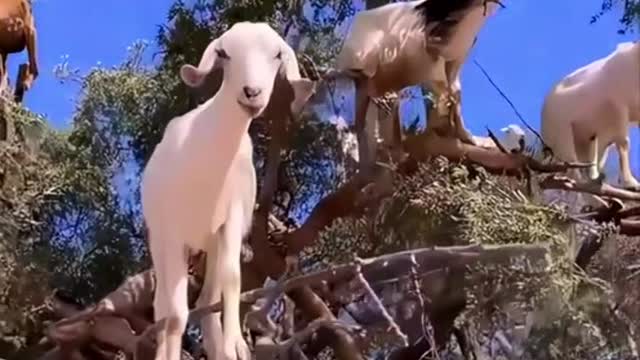 The goat is sitting on the tree