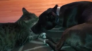 Cat licks face of dog