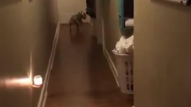al Clips😹_ #funny Dogs #shorts Video😂_ #trending #animals #reels