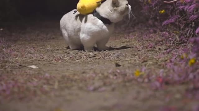 cat walking in the park late at night