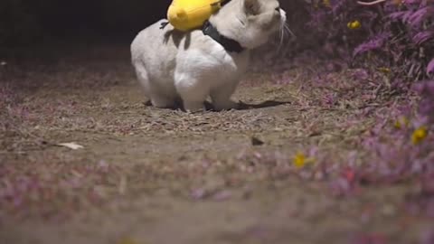 cat walking in the park late at night