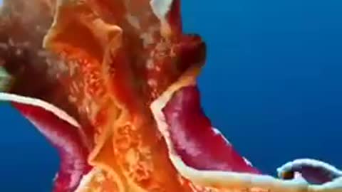 Sea wonder