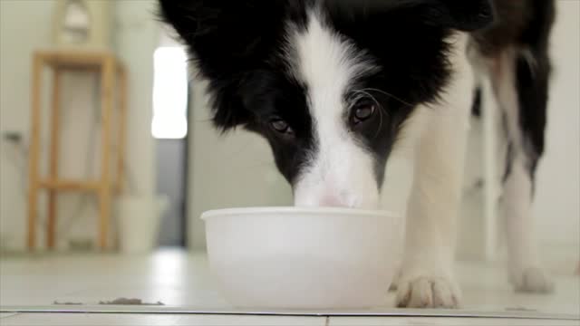 Cute dog eating food video