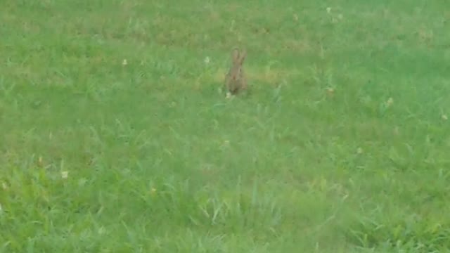 Rabbit chilling