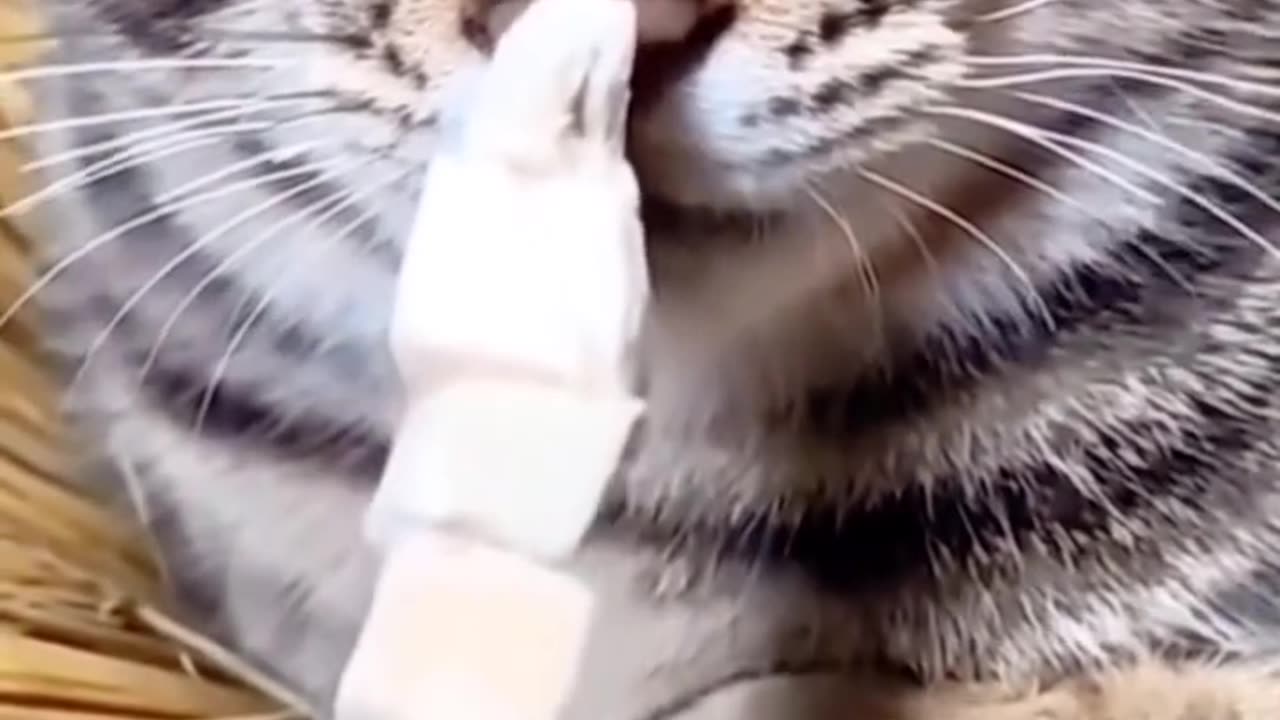 Funny cute cuts and animals