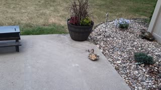 Chippy and the peanut