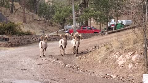 Big Horn Sheep near a friend's place