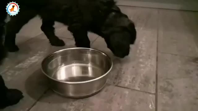 Dog good habits / Teach this good habit to the dog / ये अच्छी आदत डॉग को सिखाऐ
