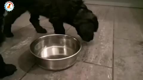 Dog good habits / Teach this good habit to the dog / ये अच्छी आदत डॉग को सिखाऐ