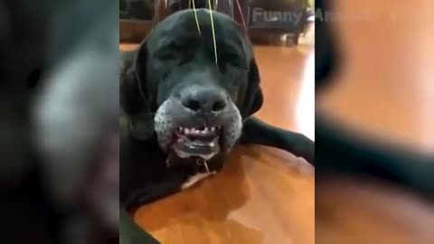 Dog Enjoys the Head Massage too Much 🤣😂