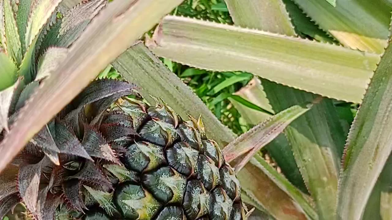 In the pineapple garden