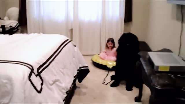 Indoor sledding with giant Newfoundland dog